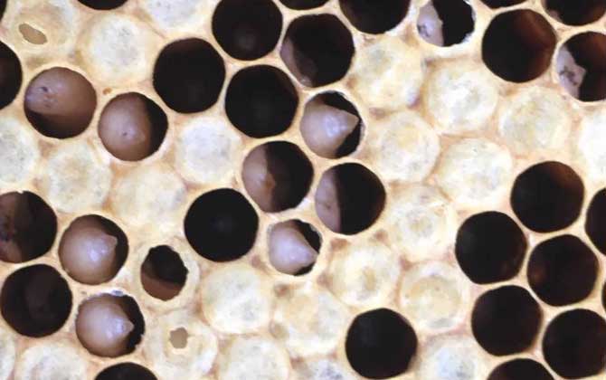 中蜂一般會得什么病? 中蜂囊狀幼蟲病