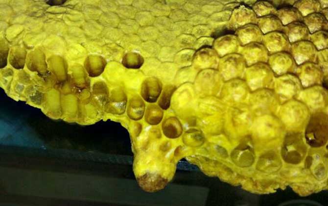 蜜蜂常見病和常用藥有哪些? 蛹病