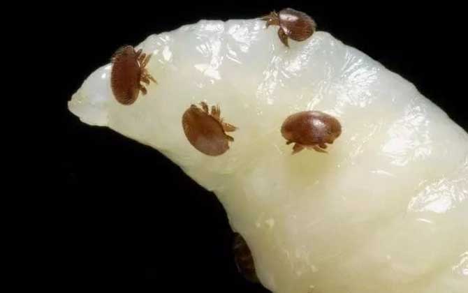 蜜蜂常見病和常用藥有哪些? 蜂螨