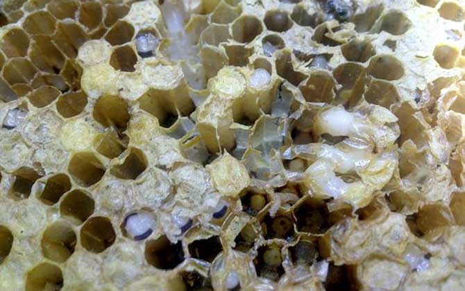 中蜂病蟲害種類及圖片大全 巢蟲