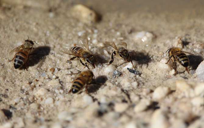 蜜蜂爬蜂病有什么特效藥? 蜜蜂螺原體病