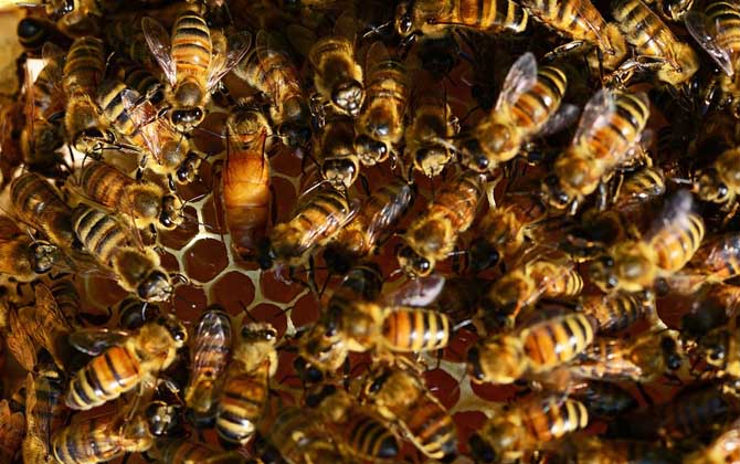 蜜蜂爬蜂病有幾種? 蜜蜂螺原體病