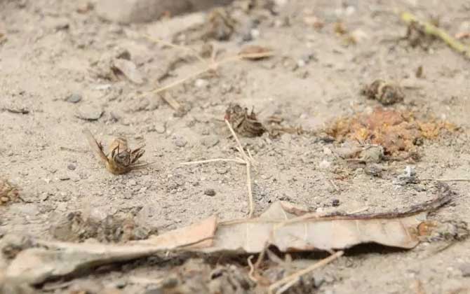 蜜蜂爬蜂病有幾種? 農藥中毒
