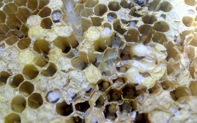 爛子病的特效藥有哪些? 巢蟲