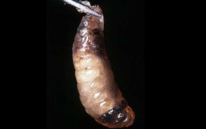 中華蜜蜂有哪常見病蟲害? 中蜂囊狀幼蟲病