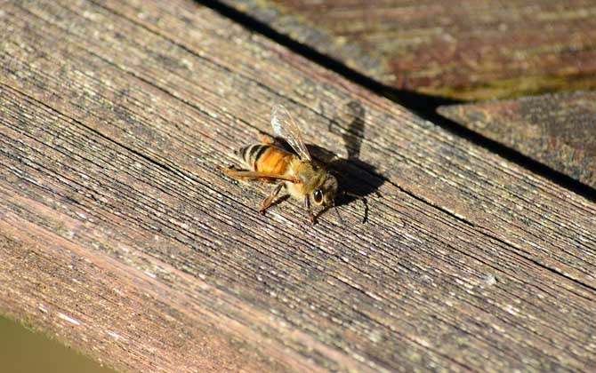 蜜蜂大肚病用什么藥效果最好? 蜜蜂
