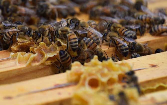 意蜂黑蜂病怎么治療? 黑蜂病