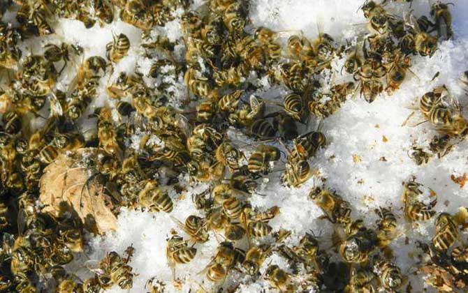 黑蜂病用什么藥最佳? 黑蜂病