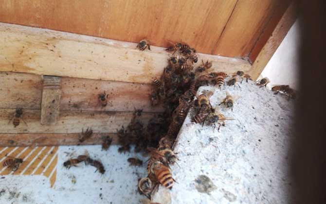 爬蜂病用鹽治靠譜嗎? 爬蜂病