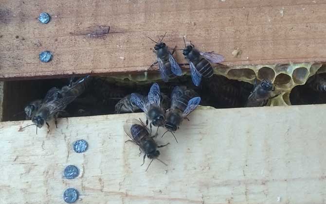 冬季怎么給蜂箱保溫?一定要“寧寒勿熱”,否則反而對越冬不利! 蜂群越冬