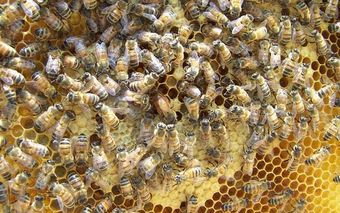 養中蜂好還是養意蜂好?搞清楚這幾個區別,結果基本上一目了然! 意蜂