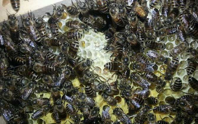 養中蜂好還是養意蜂好?搞清楚這幾個區別,結果基本上一目了然! 中蜂