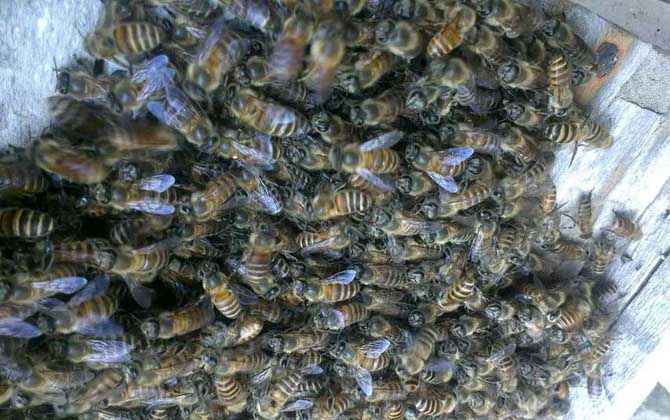 養中蜂好還是養意蜂好?搞清楚這幾個區別,結果基本上一目了然! 中蜂