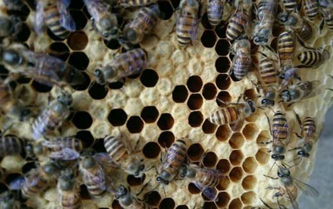 養中蜂好還是養意蜂好?搞清楚這幾個區別,結果基本上一目了然! 中蜂