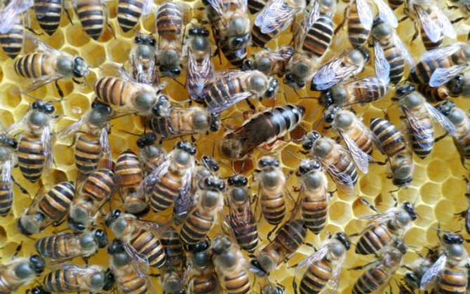 養(yǎng)蜂技術(shù)