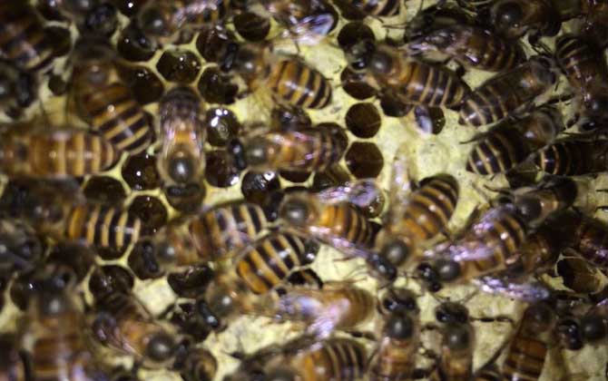 養(yǎng)蜂技術(shù)