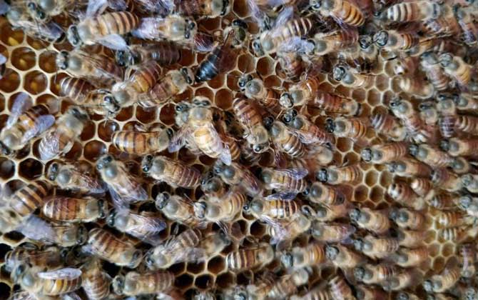 蜜蜂養殖雖然能賺錢,但不是任何地方都能養,除非具備這些條件! 蜜蜂養殖