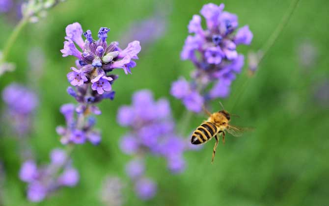 蜂毒對(duì)性功能的作用,沒有特殊作用,過量蜂毒易引起急性腎衰竭! 蜂毒