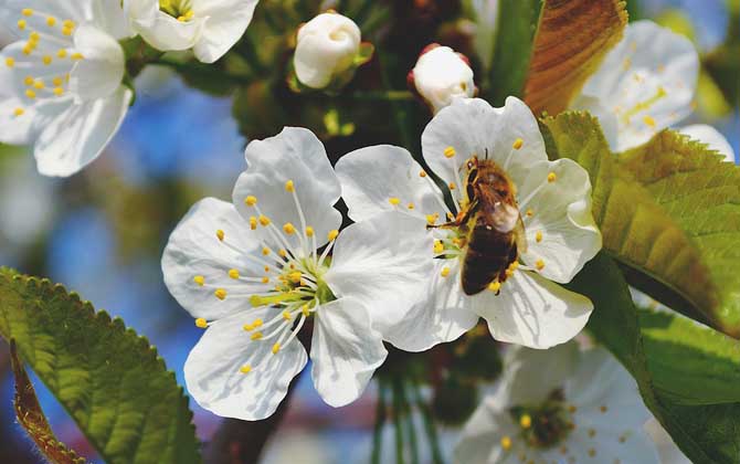 蜂毒對(duì)性功能的作用,沒有特殊作用,過量蜂毒易引起急性腎衰竭! 蜂毒