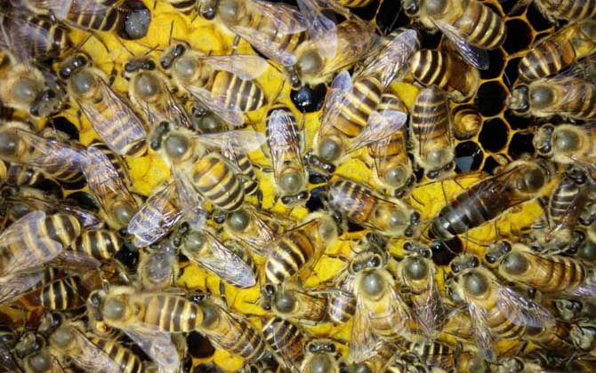 蜂種是養(yǎng)蜂效益的關(guān)鍵,試試這幾種方法,人工選擇改良蜂種質(zhì)量! 蜂種