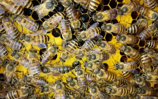 “分蜂熱”的原因,無非這幾個,清楚后才能徹底解除“分蜂熱”! 分蜂熱