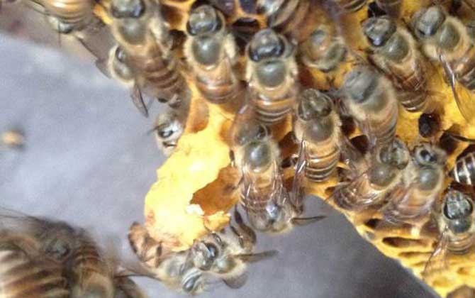 蜜蜂什么時(shí)候分蜂?蜂群的這些行為,已經(jīng)告訴你了大致分蜂時(shí)間! 分蜂