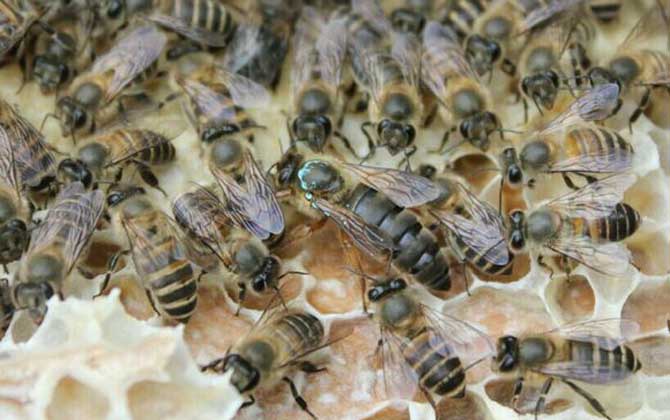 養蜂不知道怎么換王,像這樣操作,輕松用新蜂王將老蜂王替換掉! 換王