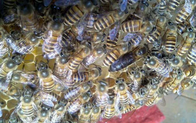 養蜂不知道怎么換王,像這樣操作,輕松用新蜂王將老蜂王替換掉! 換王