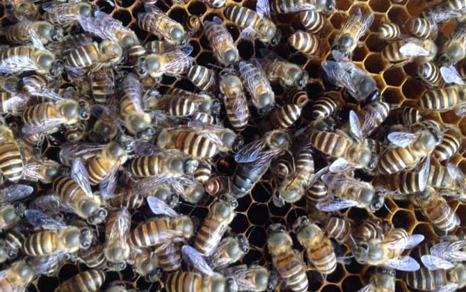 蜂群沒有蜂王怎么辦?試試直接介王法,快速給蜂群介入只新蜂王! 蜂王