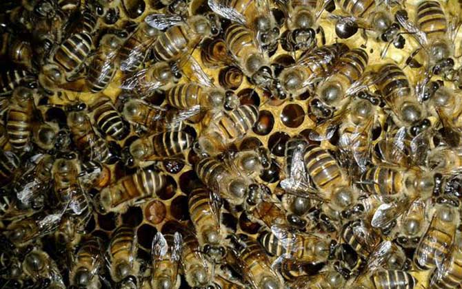 蜜蜂越冬期缺少飼料,利用補助性飼喂,快速為蜂群補足越冬飼料! 蜜蜂越冬