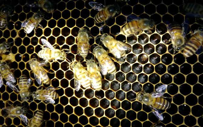 蜜蜂怎么養繁殖才快?搞好這5個“必須”,蜂群繁殖得不要太快! 蜜蜂怎么養