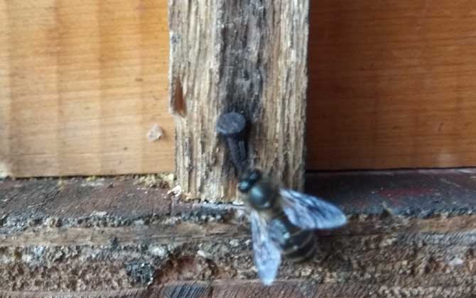 越冬蜂為何大量死亡?無非這幾個原因,清楚后才能“對癥下藥”! 越冬工蜂