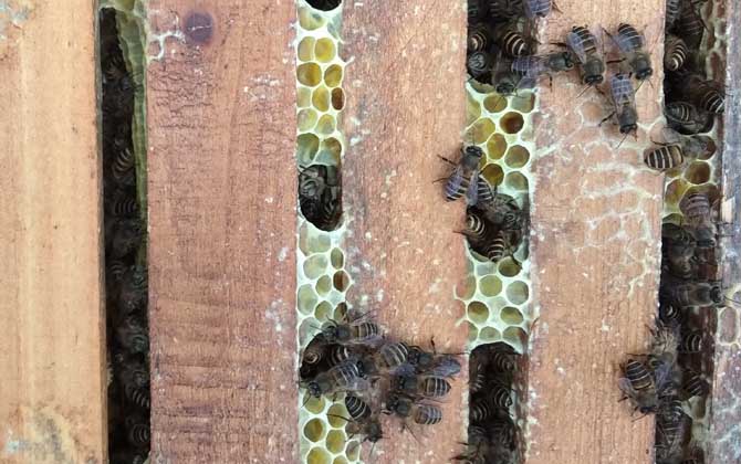 越冬蜂為何大量死亡?無非這幾個原因,清楚后才能“對癥下藥”! 越冬工蜂