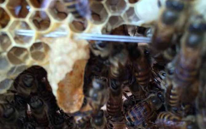 養(yǎng)蜜蜂怎么育王?像這樣人工育王,輕松培育出大量的優(yōu)質(zhì)蜂王! 育王