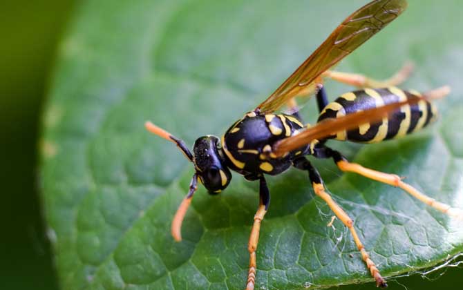 蜜蜂和馬蜂有什么區別?不僅僅是外觀不同,其他區別也極為明顯! 馬蜂