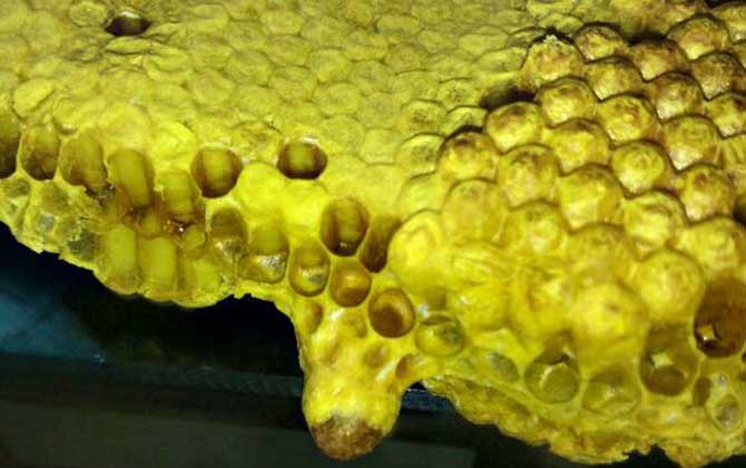 蜂王死了蜂群會怎么樣?未必一定會滅亡,蜂群自救令人嘆為觀止! 王臺