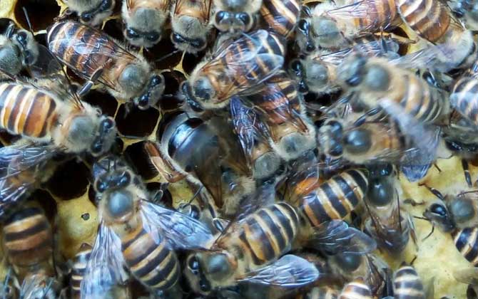 蜂王不產卵是什么原因?真相無非這幾個,搞清楚才能“對癥下藥”! 蜂王