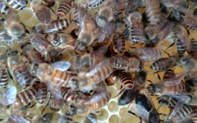 蜂王不產卵是什么原因?真相無非這幾個,搞清楚才能“對癥下藥”! 蜂王