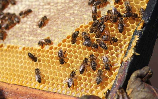 養(yǎng)蜂人過(guò)的是什么生活?正是這些擔(dān)心,讓養(yǎng)蜂人根本愜意不起來(lái)! 養(yǎng)蜂