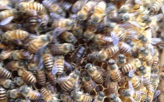 蜜蜂失王有什么表現?蜂群有這些現象,很有可能是蜂群失王了! 蜂王