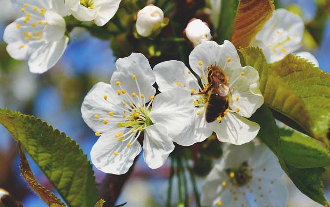 蜜蜂蜇人后為什么自己會死?傷敵一千,自損八百,對誰都沒好處! 蜜蜂