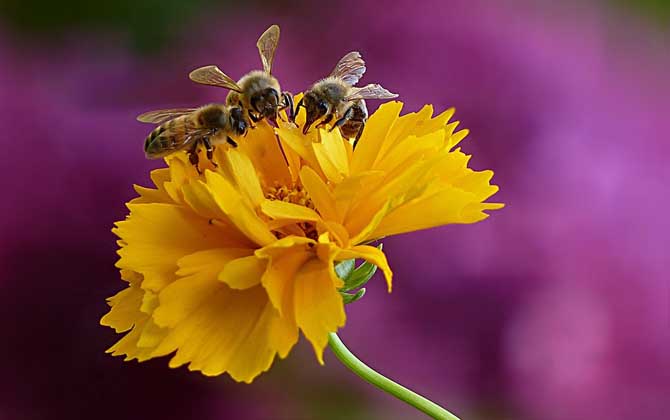 蜜蜂蜇人后為什么自己會死?傷敵一千,自損八百,對誰都沒好處! 蜜蜂