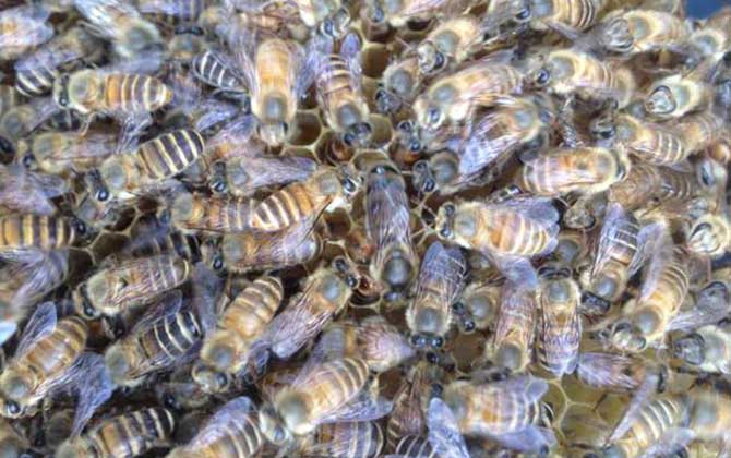 怎樣養蜜蜂它才不跑?蜂群管理是關鍵,尤其這5個點一定要注意! 養蜜蜂