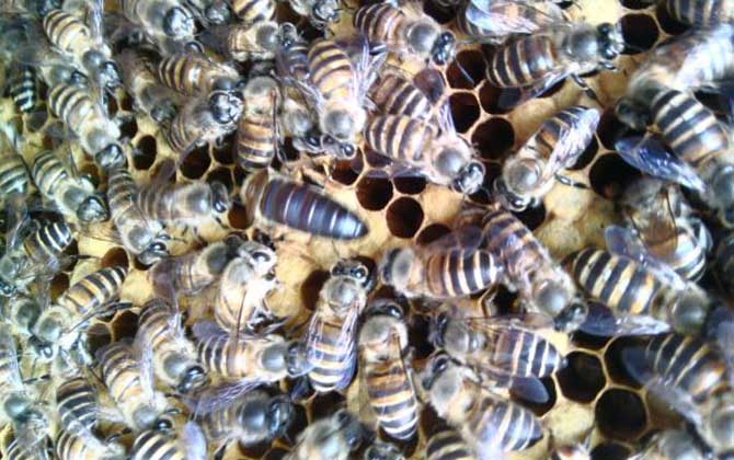 怎樣養蜜蜂它才不跑?蜂群管理是關鍵,尤其這5個點一定要注意! 養蜜蜂