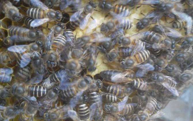 怎樣養蜜蜂它才不跑?蜂群管理是關鍵,尤其這5個點一定要注意! 養蜜蜂