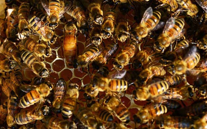 蜜蜂喂白糖就是在摻假?真相未必如此,千萬別聽外行人道聽途說! 蜜蜂