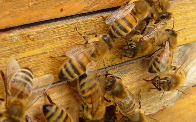 新手養(yǎng)蜂入門技術(shù)有哪些?只有掌握這些技術(shù),養(yǎng)蜂才能得心應(yīng)手! 養(yǎng)蜂