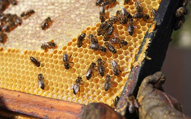 新手養(yǎng)蜂入門技術(shù)有哪些?只有掌握這些技術(shù),養(yǎng)蜂才能得心應(yīng)手! 養(yǎng)蜂