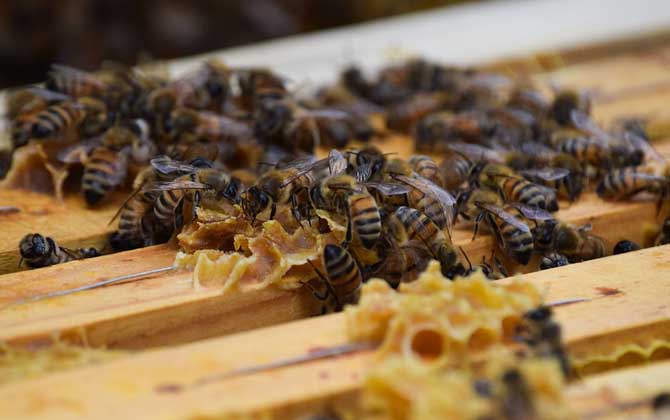 新手養(yǎng)蜂入門技術(shù)有哪些?只有掌握這些技術(shù),養(yǎng)蜂才能得心應(yīng)手! 養(yǎng)蜂