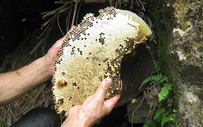 土蜂蜜和普通蜂蜜的區(qū)別,不但釀制蜂種不同,營養(yǎng)價值也不同! 土蜂蜜